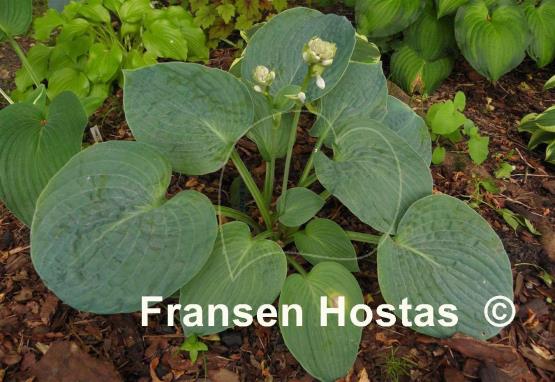 Hosta Blue Blazes