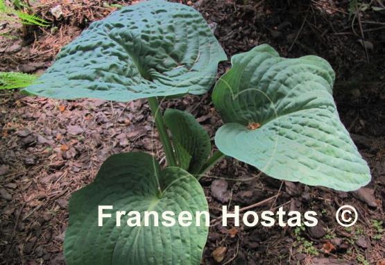 Hosta Blue Blazes
