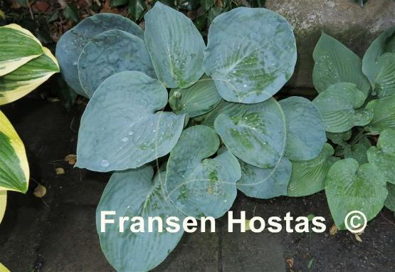Hosta Blue Blazes