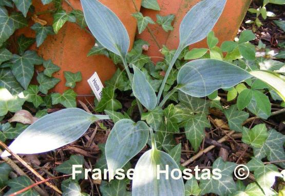 Hosta Blue Blush
