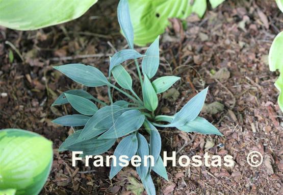 Hosta Blue Blush