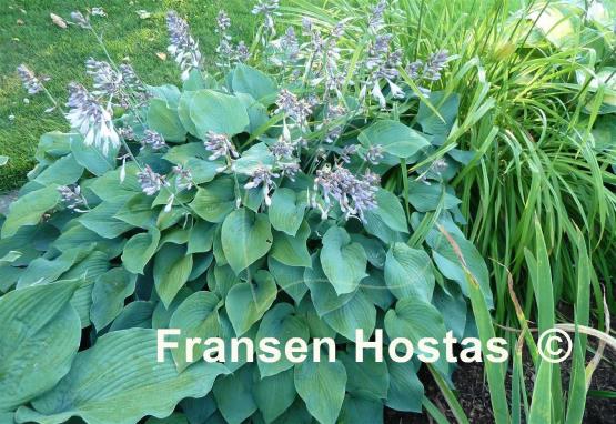 Hosta Blue Boy