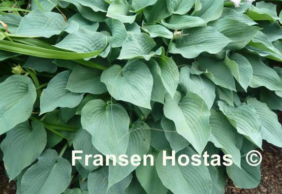 Hosta Blue Boy
