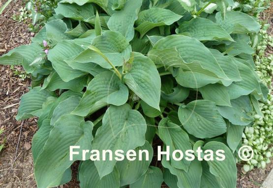 Hosta Blue Boy
