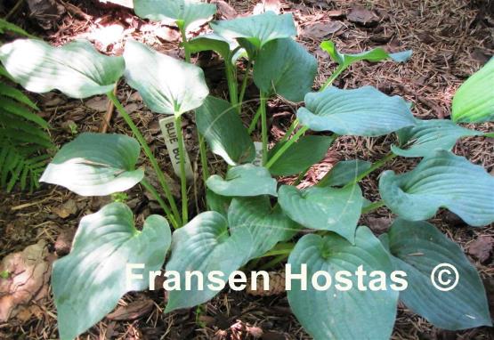 Hosta Blue Boy