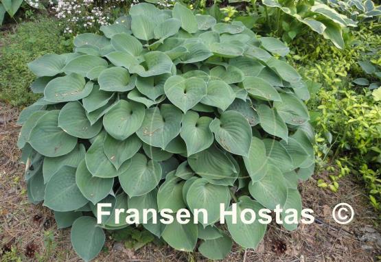 Hosta Blue Cadet