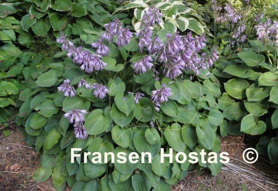 Hosta Blue Cadet