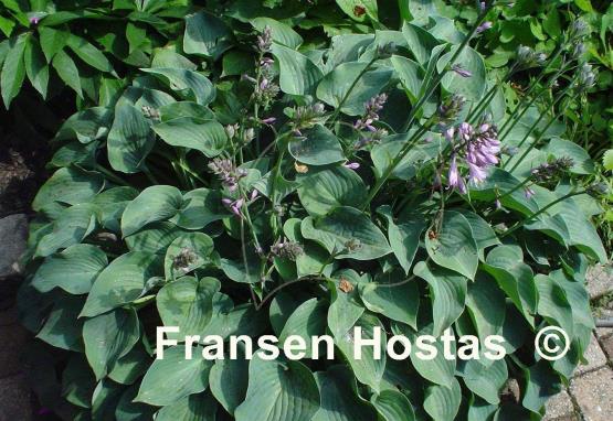 Hosta Blue Cadet