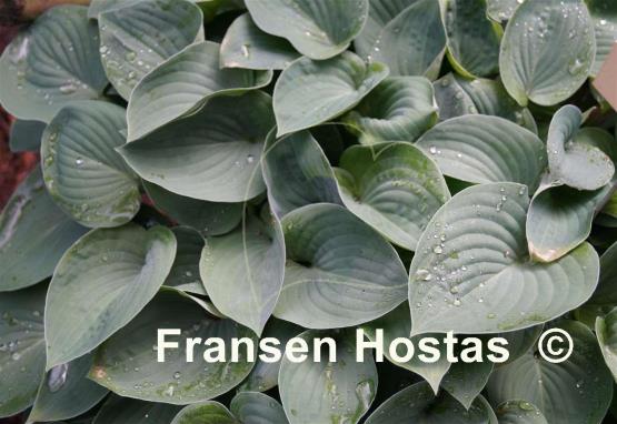 Hosta Blue Cadet
