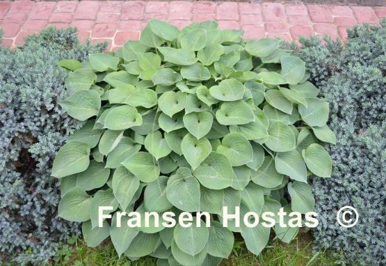 Hosta Blue Cadet