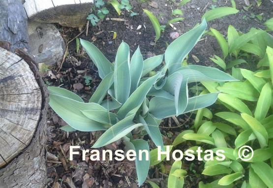 Hosta Blue Canoe