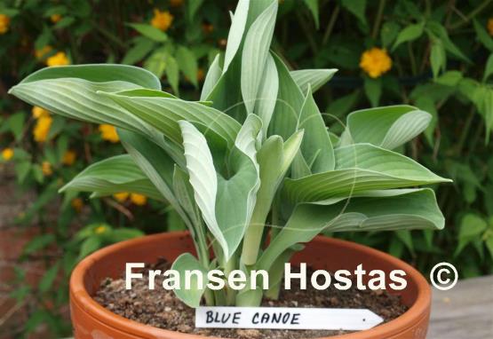 Hosta Blue Canoe