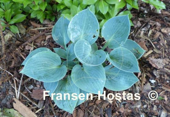 Hosta Blue Chip