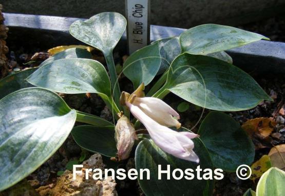 Hosta Blue Chip