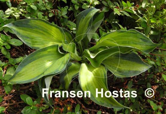 Hosta Blue Circle