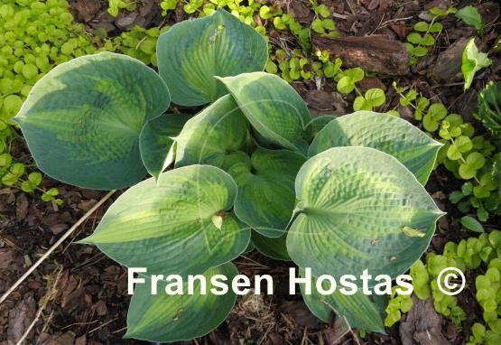 Hosta Blue Circle