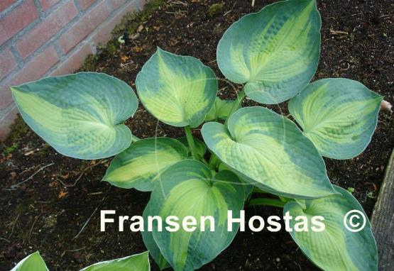 Hosta Blue Circle