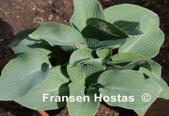 Hosta Blue Clown