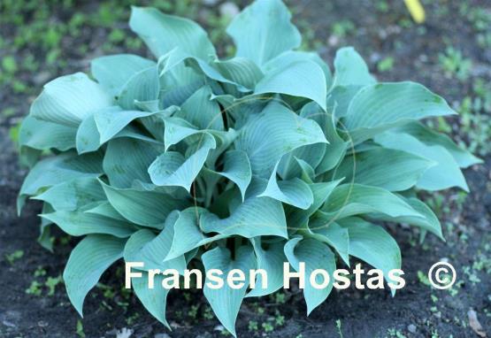 Hosta Blue Diamond