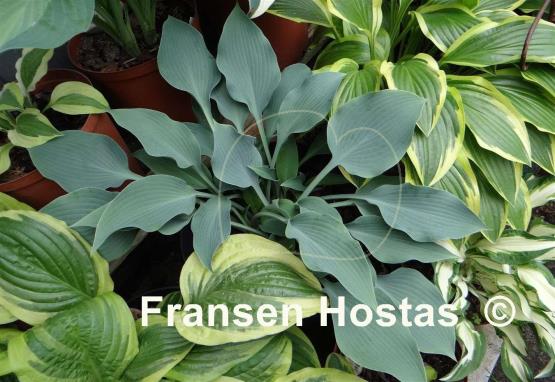 Hosta Blue Diamond