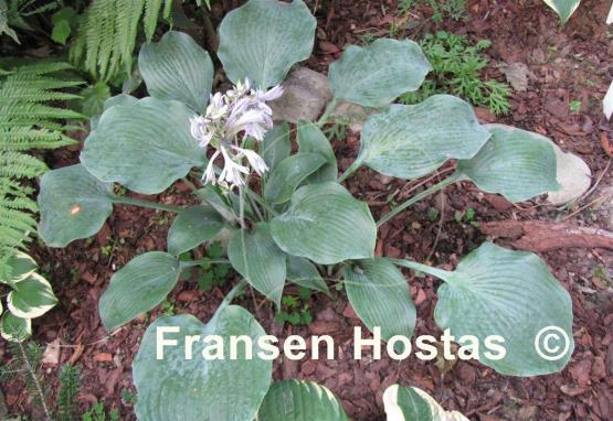Hosta Blue Diamond