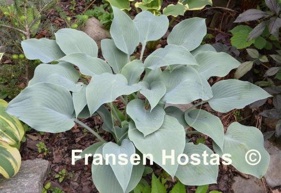 Hosta Blue Diamond