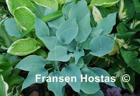 Hosta Blue Diamond