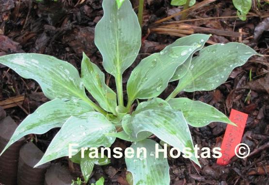 Hosta Blue Dimples