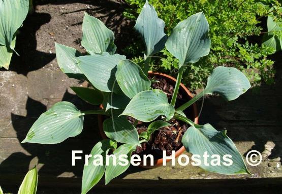 Hosta Blue Edger