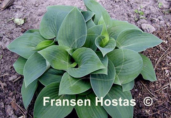 Hosta Blue Eyes
