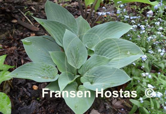 Hosta Blue Eyes