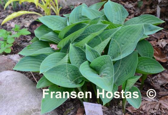 Hosta Blue Eyes