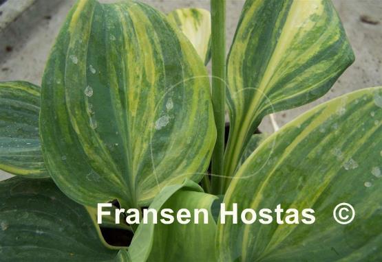 Hosta Blue Flame Streaked