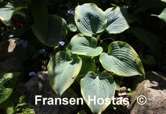 Hosta Blue Flame