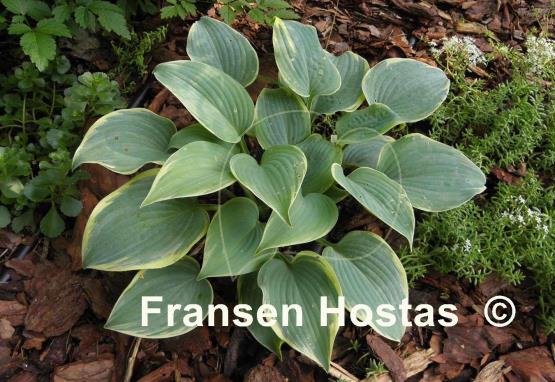 Hosta Blue Flame