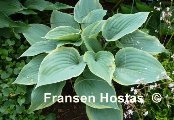 Hosta Blue Flame