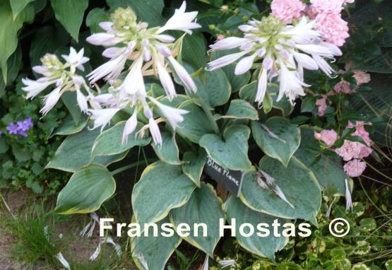 Hosta Blue Flame