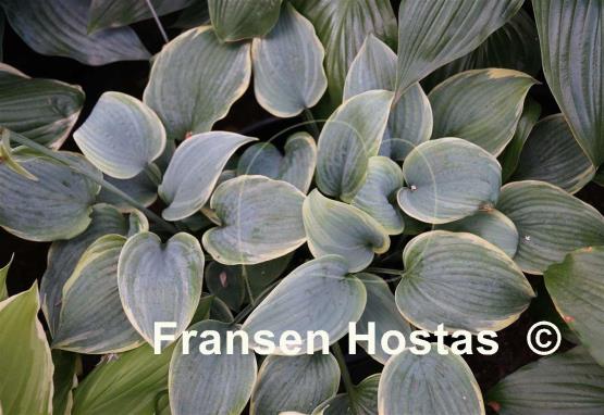 Hosta Blue Flame