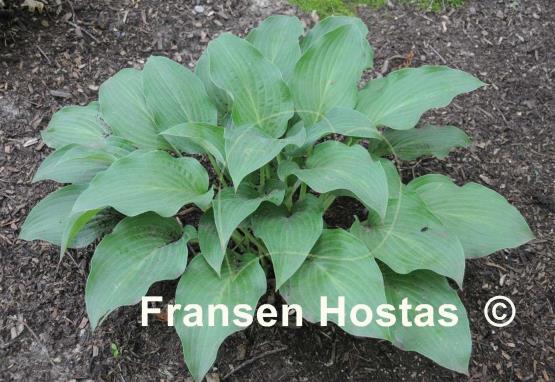 Hosta Blue Haired Lady