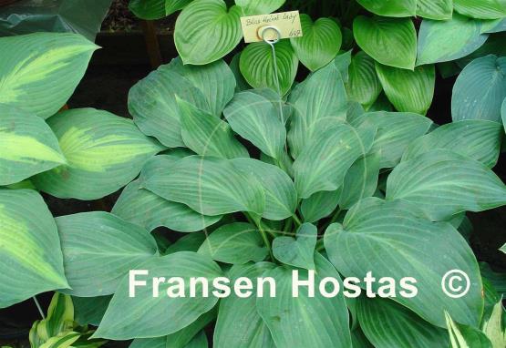 Hosta Blue Haired Lady