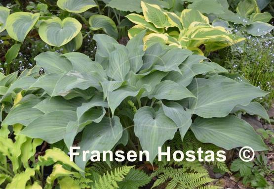 Hosta Blue Haired Lady