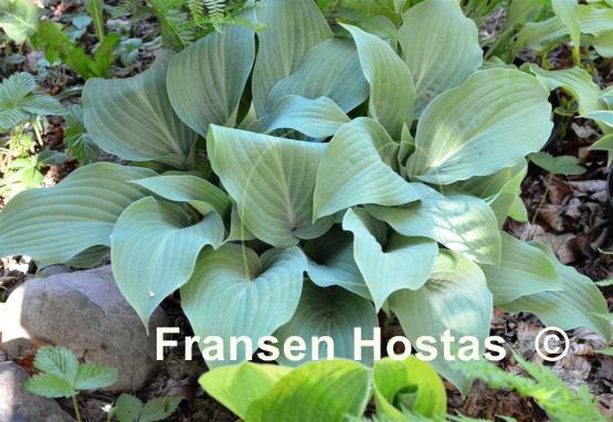 Hosta Blue Haired Lady