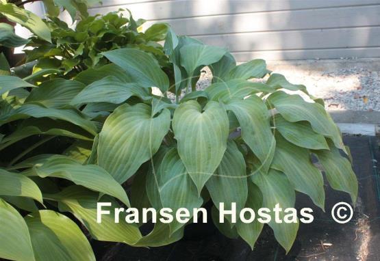 Hosta Blue Haired Lady
