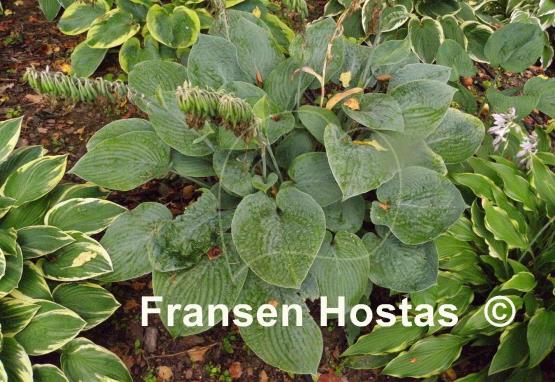 Hosta Blue Hawaii