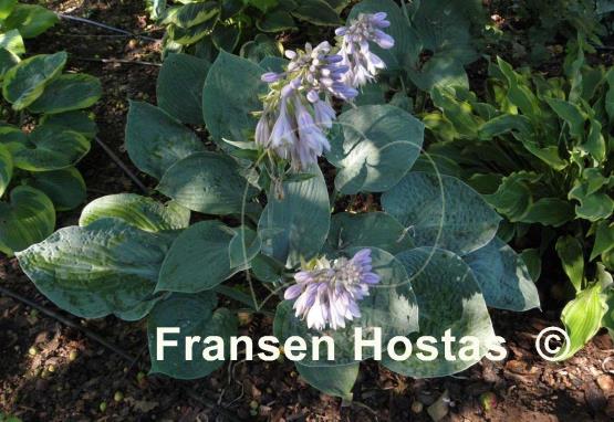Hosta Blue Hawaii