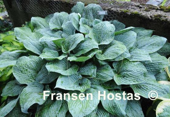 Hosta Blue Hawaii