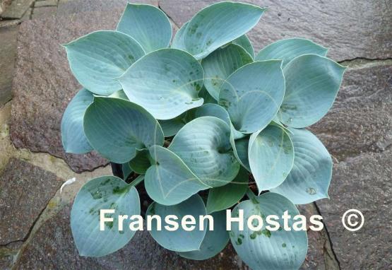 Hosta Blue Ice