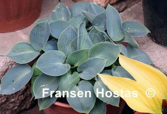 Hosta Blue Ice