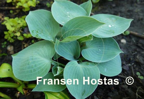 Hosta Blue Ice