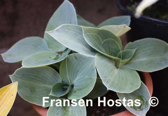Hosta Blue Ice